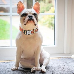 Adjustable Nylon Dog Collar...