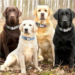 Adjustable Nylon Dog Collar - Personalized Dogs Cat ID Collars With Engraved Name Buckle for Small Medium & Large Dogs